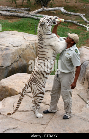 Juvenile White Bengal Tiger trinken Milch aus der Flasche, Cango Wildlife Ranch, Oudtshoorn, Südafrika. Stockfoto