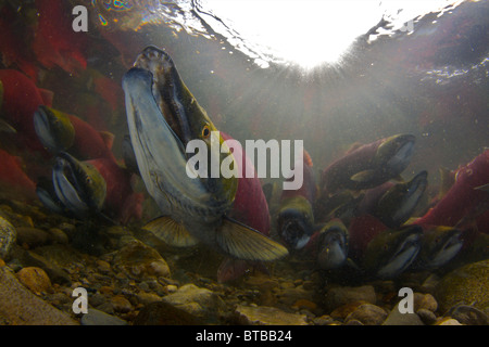 Sockeye Lachs während der Laichzeit laufen Adams River in British Columbia Kanada-Aufnahme unter Bund und Provinzen erlaubt Stockfoto