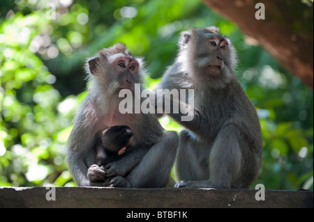 Lange Tailed Makaken Pflege am Heiligen Affenwald Heiligtum und Tempel in Ubud, Bali Stockfoto