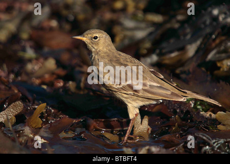 Rock Pieper, Anthus Petrosus, Fütterung unter Wrack, Hannafore Strand Cornwall UK. September. Stockfoto