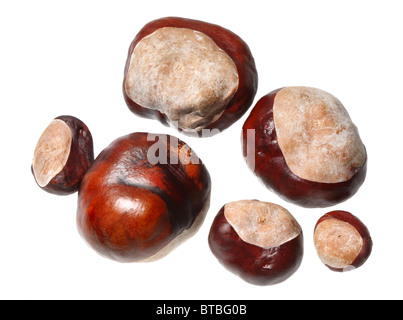 Kastanien oder Conkers auf weißem Hintergrund Stockfoto