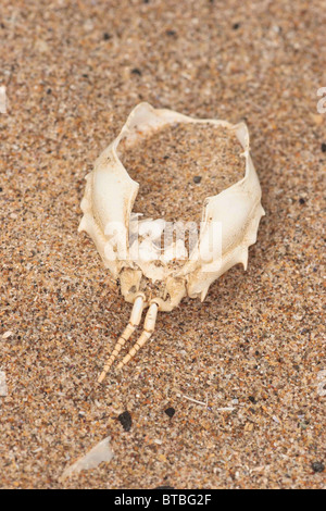 Maskierte Krabbe Schale, Corystes Cassivelaunus. Strandline angespült, gräbt Braunton Devon UK Oktober. Stockfoto