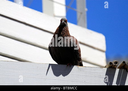 Gefleckte Taube Columba Guinea (African rock pigeon) auf einem Dach in Kalk Bay Hafen. Stockfoto