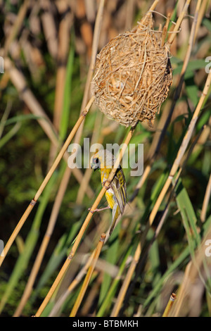 Afrikanische südliche maskiert - Weber, Ploceus velatus Gebäude ein Nest bei Intaka Island Bird Sanctuary. Stockfoto