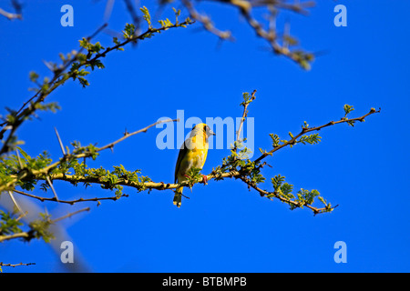 Afrikanische südliche maskiert - Weber, (Ploceus velatus) bei Intaka Island Bird Sanctuary in der Nähe von Kapstadt, Südafrika. Stockfoto