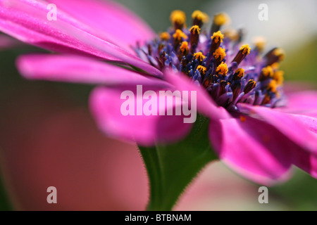 Makroaufnahme von rosa Blütenmitte Stockfoto