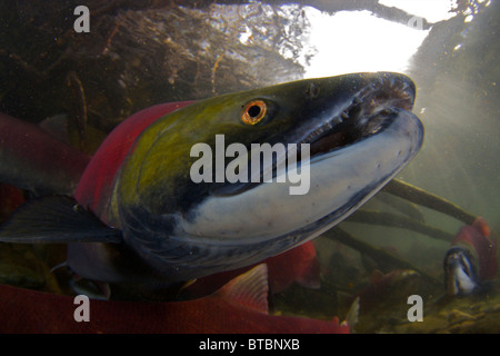 Sockeye Lachs während der Laichzeit laufen Adams River in British Columbia Kanada-Aufnahme unter Bund und Provinzen erlaubt Stockfoto