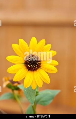 Sonnenblume vor einem gelben Hintergrund Stockfoto