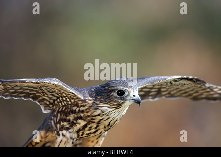 Merlin Raubvogel Falco colombarius Stockfoto