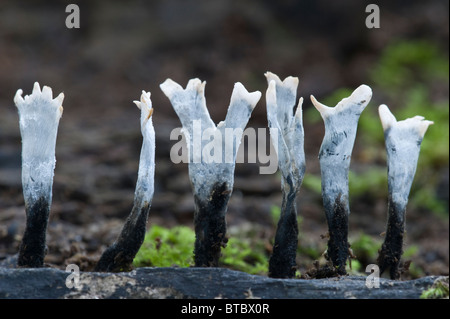 Kerze-Schnupftabak (Xylaria Hypoxylon) Pilz Fruchtkörper auf der Login-Adel Woods Leeds West Yorkshire England UK Europe Stockfoto