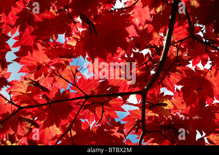 Acer Japonica Vitofolium oder Vollmond Ahorn im Herbst. Stockfoto