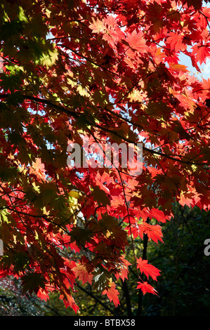 Acer Japonica Vitofolium oder Vollmond Ahorn im Herbst. Stockfoto