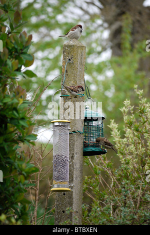 Haussperlinge mit einem Garten feeder Stockfoto