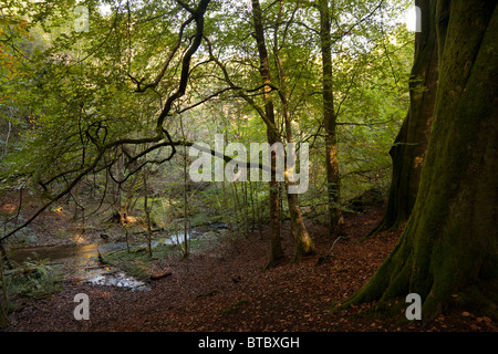 Waldbach im herbstlichen Sonnenlicht Stockfoto