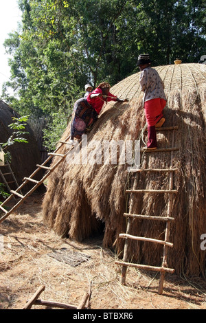 Swazi Frauen thatching ein traditioneller Bienenstock Hütte, Mlilwane Wildlife Sanctuary, Swasiland. Stockfoto