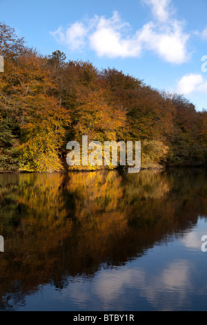 herbstliche Bäume im noch See widerspiegelt Stockfoto