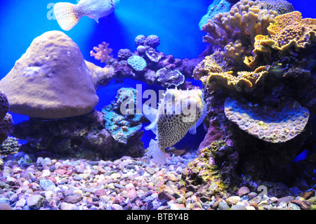 Israel, Eilat, das Unterwasser-Observatorium gebaut über ein Korallenriff Stockfoto