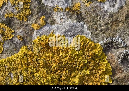 Basaltgestein mit Nahaufnahme von Flechten Xanthoria Calcicola (gelb) und Lecanora Chlarotera (weiß), Streefkerk, Niederlande Stockfoto