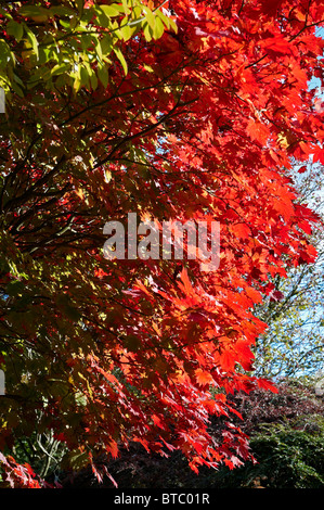 Acer Japonica Vitofolium oder Vollmond Ahorn im Herbst. Stockfoto