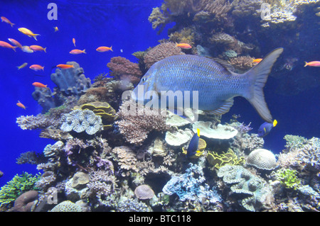 Israel, Eilat, das Unterwasser-Observatorium gebaut über ein Korallenriff Stockfoto