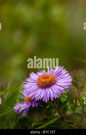 Aster Ericiodes, Michaeli Gänseblümchen in Blume Stockfoto