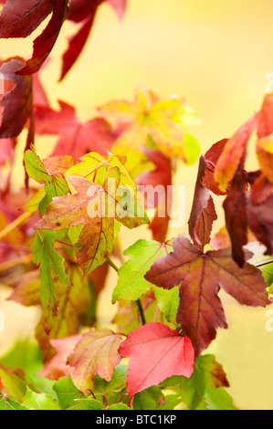 Liquidambar Styraciflua, amerikanisches Sweetgum, im Herbst bei Westonbirt Arboretum, Vereinigtes Königreich Stockfoto