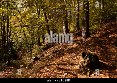 Baumstumpf im Wald Stockfoto
