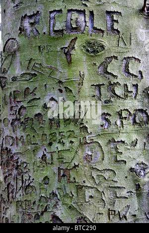 Alten Baum Schnitzereien in einem Buche Stockfoto