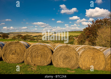 Heuballen auf den South Downs Stockfoto