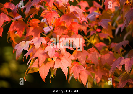 Liquidambar Acalycina, Changs Amber, im Herbst bei Westonbirt Arboretum, Vereinigtes Königreich Stockfoto