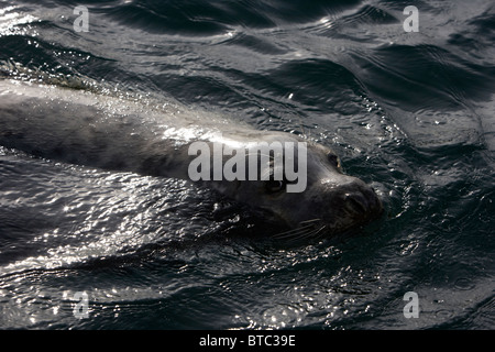 große Kegelrobben Halichoerus Grypus Schwimmen im klaren Wasser in Nordirland Vereinigtes Königreich Stockfoto