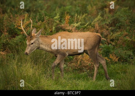 Junges Reh Hirsch in Bushy Park Surrey England Stockfoto