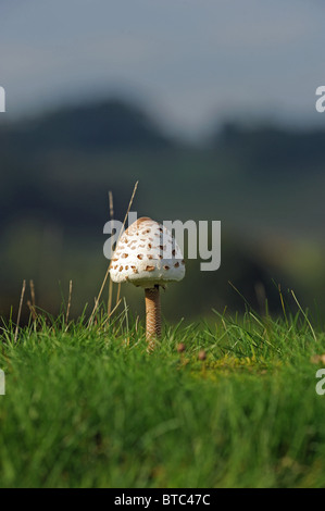 Parasol Pilz Macrolepiota procera wächst wild im Petworth Park in West Sussex im Oktober 2010 Stockfoto