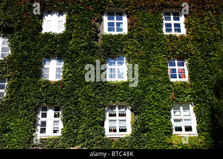 Haus, Fassade, die mit Efeu bedeckt. Efeu an der Wand wächst. Stockfoto