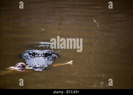 Ein amerikanischer Alligator mit Nahrung im Maul starrt dich an! Stockfoto