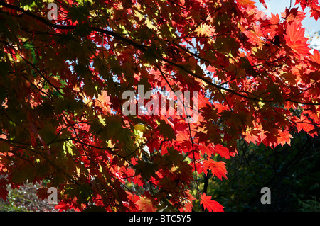 Acer Japonica Vitofolium oder Vollmond Ahorn im Herbst. Stockfoto