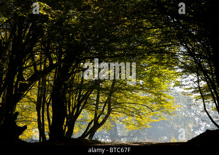 Alte Buche und Hainbuche Mischwald und Holz Weide im frühen Morgennebel in der Breite, Sigishoara, Rumänien Stockfoto