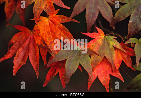 Nahaufnahme der Blätter der Acer Palmatum im Herbst Stockfoto