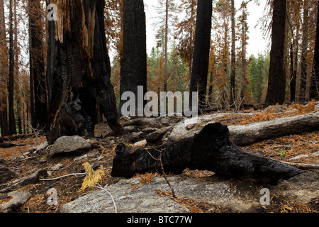 Verbrannten Wald Erholung - die Berge der Sierra Nevada, Kalifornien USA Stockfoto