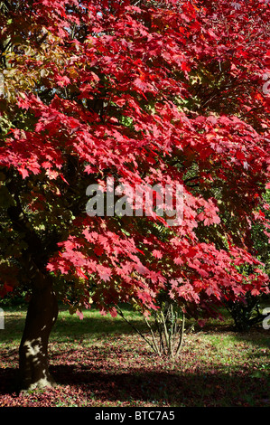 Acer Japonica Vitofolium oder Vollmond Ahorn im Herbst. Stockfoto