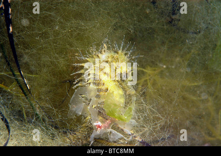 Männliche dornigen Seepferdchen, Hippocampus Guttulatus. Unter Haar Algen Studland bay Dorset UK August. Stockfoto