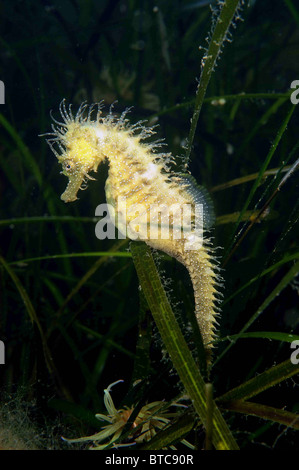 Männliche dornigen Seepferdchen. Hippocampus Guttulatus. Unter Seegras Zostera Marina. Studland Bucht Dorset, UK August. Stockfoto