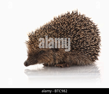 wilde Hodgehog auf weißem Hintergrund Stockfoto