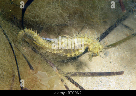 Männliche dornigen Seepferdchen, Hippocampus Guttulatus. Unter Haar Algen. Studland Bucht Dorset UK august. Stockfoto