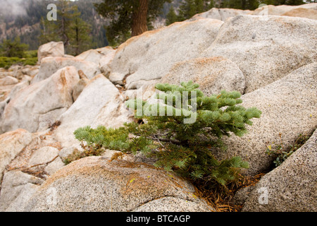 Unreife rote Tannenbaum wächst in Fels Risse - Kalifornien, USA Stockfoto