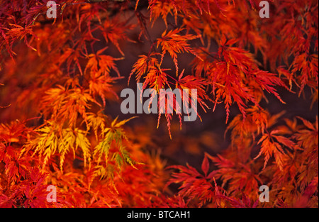 Nahaufnahme von Acer Palmatum Dissectum 'Seiryu' Stockfoto