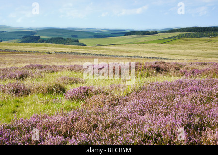 Blick über gemeinsame Lauder in Richtung Dun Gesetz Windfarm, Scottish Borders Stockfoto