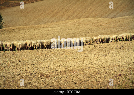 Herde weidender Schafe in der goldenen Sonne inmitten Ton Felder Toskana Italien Stockfoto