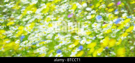 Bunte Wildblumen im Wind bewegen Stockfoto