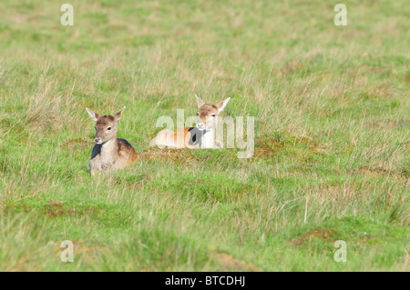 Damwild Hirsche Petworth Park, West Sussex, England Stockfoto